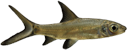 Balantiocheilus melanopterus Balantiocheilus melanopterus